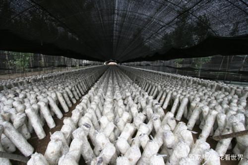 無公害綠色食用菌生產(chǎn)技術(shù)指南